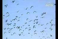 Show_thumb_birdsinperu1